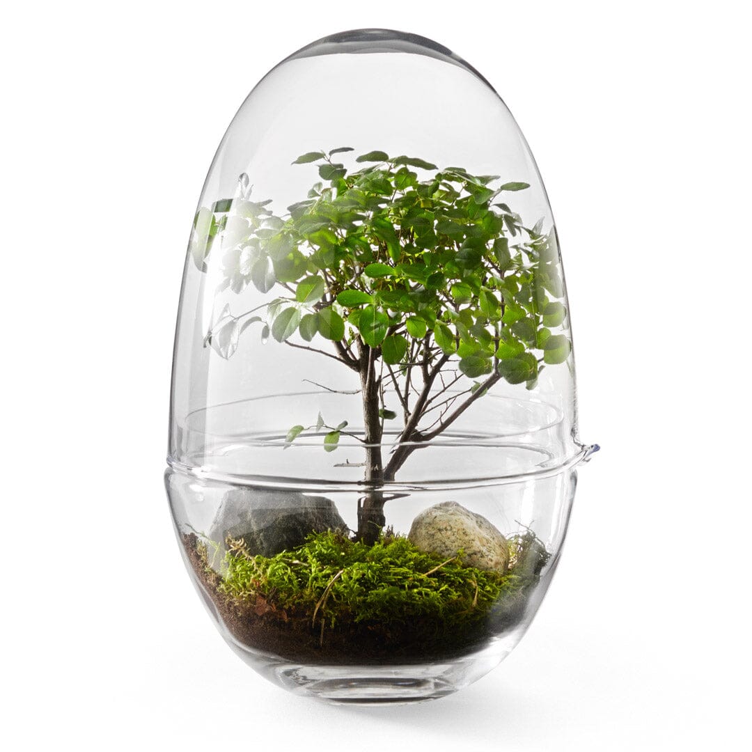 Grow Greenhouse Glassware Design House Stockholm Large 