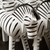 Zebra Figurine