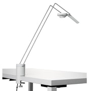 Sparrow Desktop Light Table Lamps Knoll Table Clamp White with Stainless Steel 