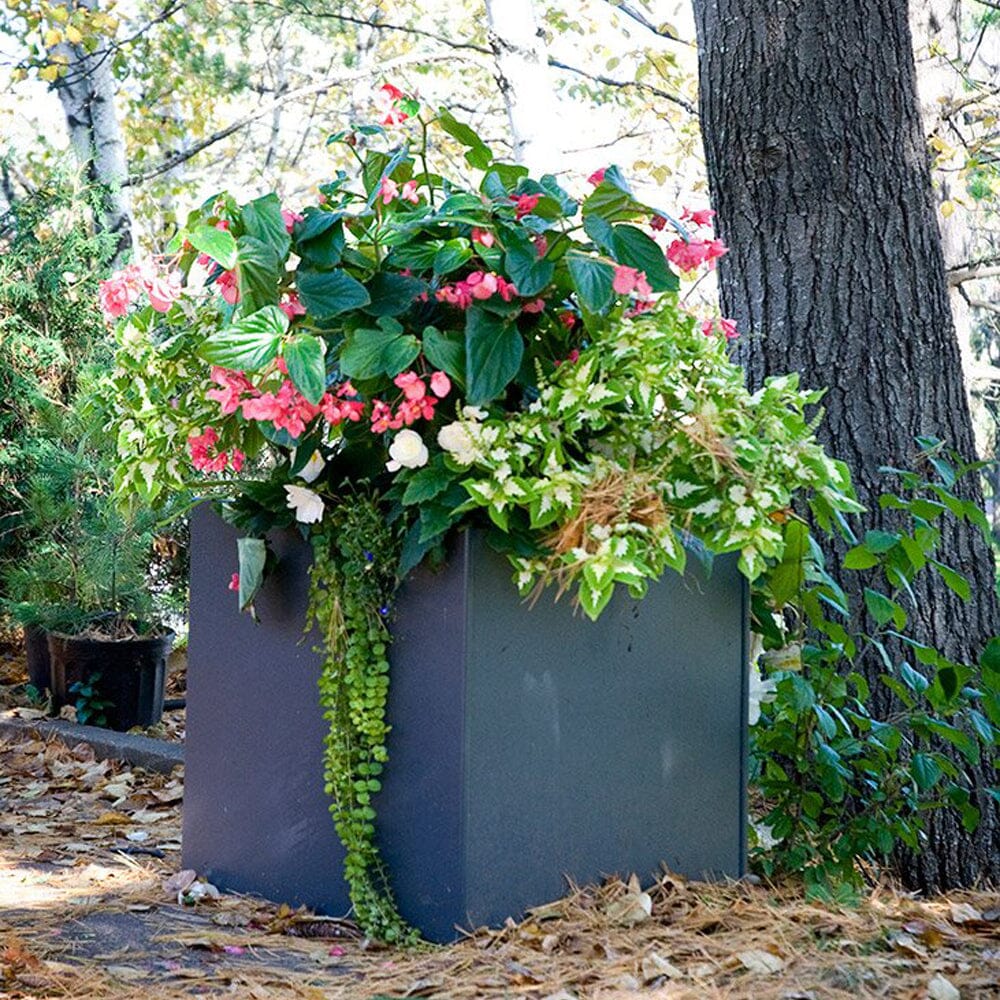 Square Planter planter Loll Designs 